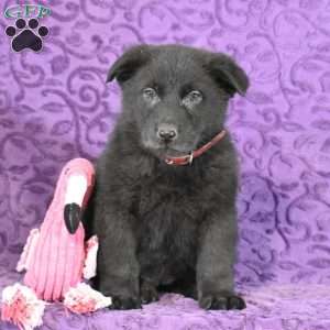 Quandace, German Shepherd Puppy